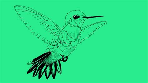 5 Easy Steps to Draw a Hummingbird