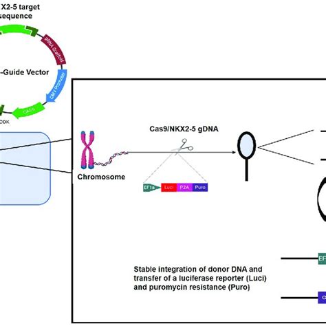 Schematic Representation Of The Crispr Cas9 Guided Knockout Of Nkx2 5