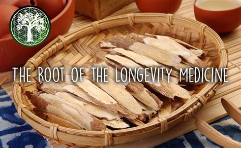 Astragalus Root Powder Longevity Herb Ancient Purity