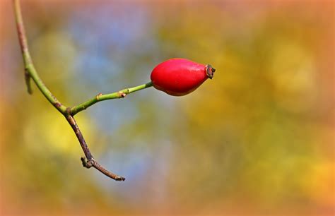 Free Images Nature Branch Fruit Leaf Flower Red Produce Yellow