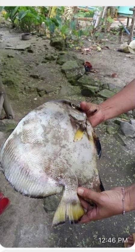 Produksyon Ng Isda Delikado Dahil Sa Oil Spill Sa Oriental Mindoro