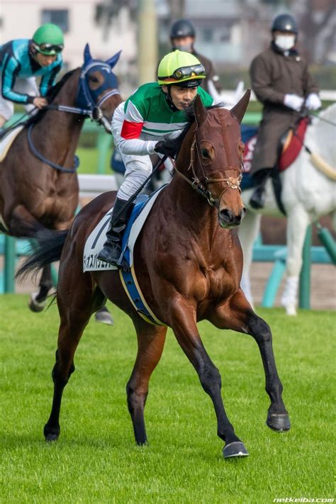 ディオスバリエンテ みんなの投稿写真｜競走馬データ Riding Helmets Horses Riding