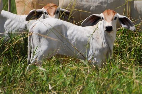 Os cuidados bezerros recém nascidos Blog MF Rural