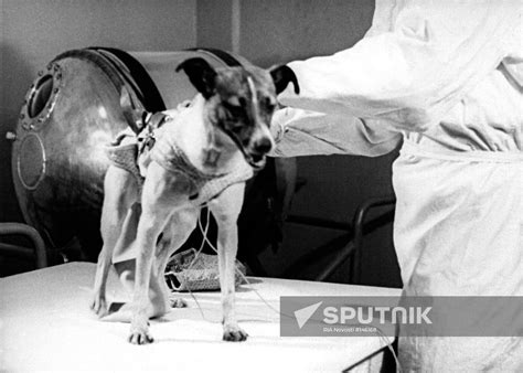 laika dog spacecraft sputnik  sputnik mediabank