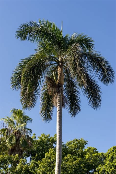 Royal Palm Roystonea Regia Tree Stock Photo Image Of Island Cuba