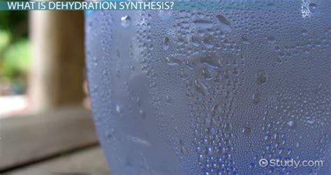 Dehydration Synthesis: Definition, Reaction & Examples - Video & Lesson ...