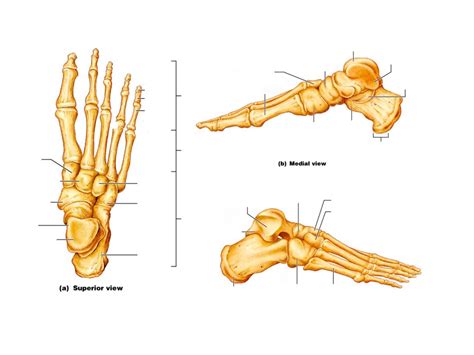 Tarsus Diagram Quizlet