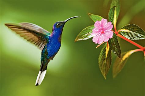 Hummingbird