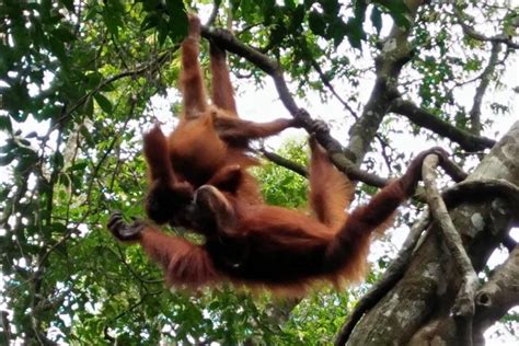 Bukit Lawang Full Day Private Orangutan Tour From Medan City