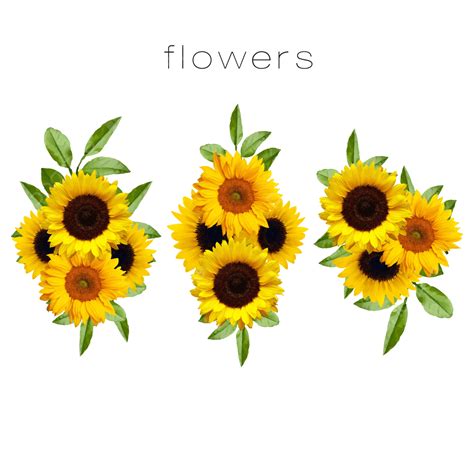 Set Of Flowers Sunflower Border Sunflower Flowers Png And Vector