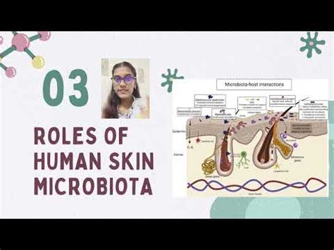 Normal Microbiota Of Human Skin And Their Roles Youtube