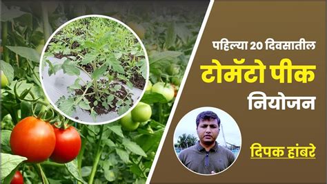 दिपक हांबरे यांच्या प्लॉट मधील पहिल्या २० दिवसातील टोमॅटो पीक नियोजन I Tomato Crop Management