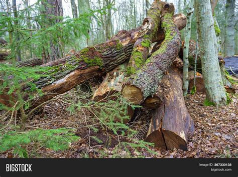 Felled Trees Stack Image Photo Free Trial Bigstock