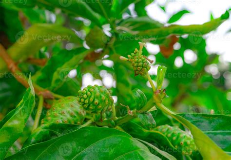 Noni Fruit On Morinda Citrifolia Tree Morinda Citrifolia Tree With