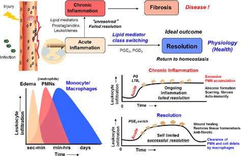 Outline Of The Essential Lipid Mediator Switch Involved In The Return