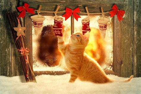 Cats Happy Christmas Wallpapers Wallpaper Cave