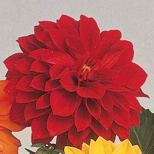 Георгина гибридная FIGARO Red Shades - 5 шт.