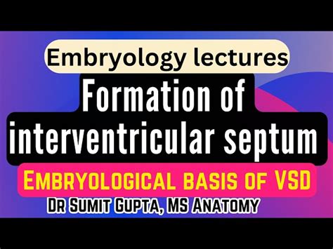 Interventricular Septum Embryology