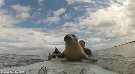 Now Thats A Seal Of Approval Surfers Capture Amazing Moment Playful