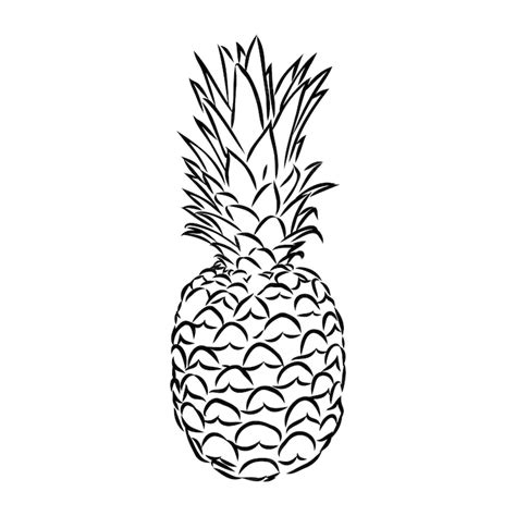 Premium Vector Image Of Pineapple Fruit Vector Black And White Illustration