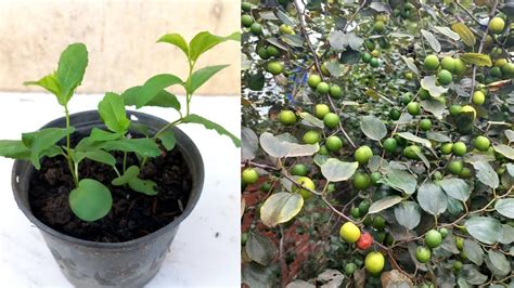 How To Grow Jujube Tree From Seeds Simple Work At Home And Easy Way