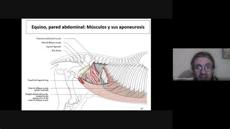 Anatomía topográfica veterinaria U C C Regiones del abdomen Parte 3