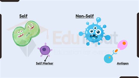 How Does The Immune System Distinguish Between Self And Non Self