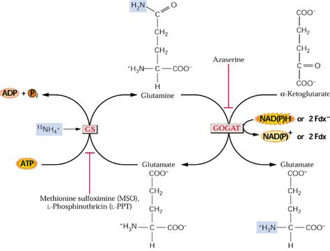 Glutamate Synthase; Glutamine Ketoglutarate Amidotransferase ...