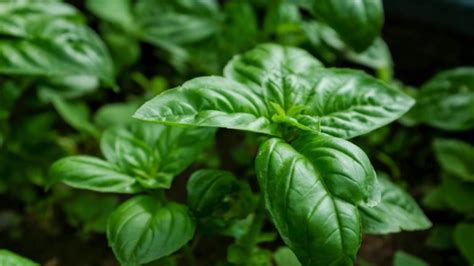 15 Best Plants For Aquaponics Most Profitable Plant