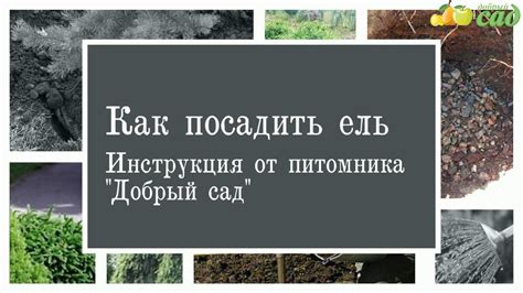 Посадка ели - как правильно посадить ель - YouTube