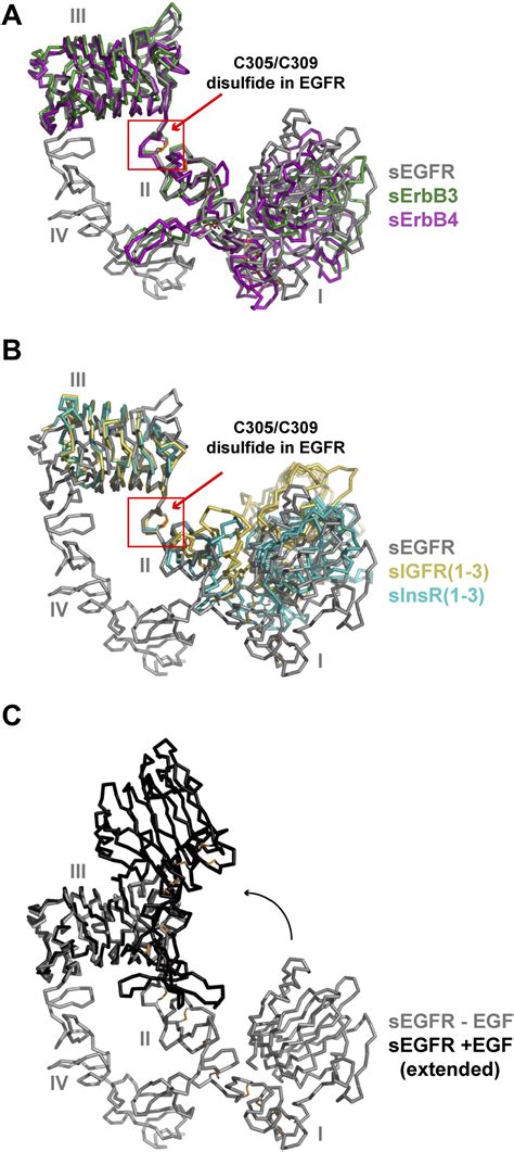 Ligand Induced Structural Transitions In Erbb Receptor Extracellular