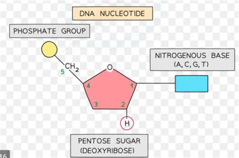 Biological Molecules Flashcards Quizlet