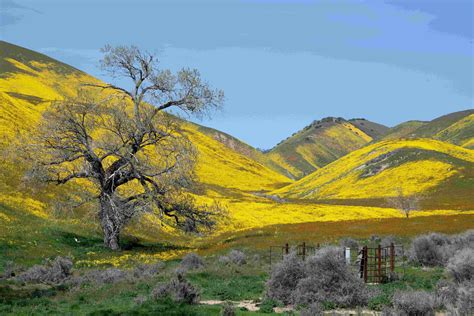 Carrizo Plain National Monument Channel Islands Restoration