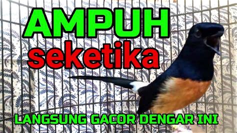 AMPUH SEKETIKA Murai DIAM Pasti Langsung GACOR Dengar Pancingan Murai