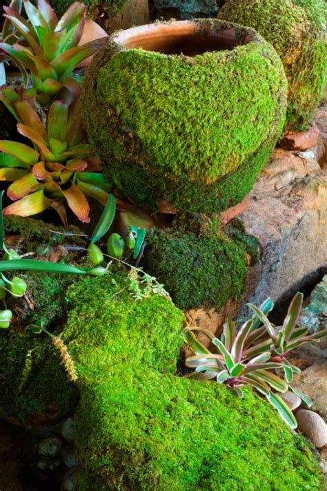 DIY Moss for the Garden | A1 Pictures