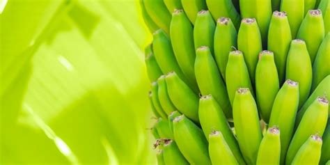 16 Manfaat Pisang Ambon Bagi Kesehatan Dan Kecantikan Yang Jarang