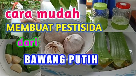 Cara Mudah Membuat Pestisida Dari Bawang Putih YouTube