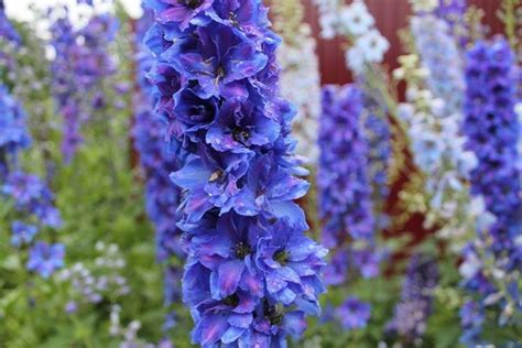 Дельфиниум (70 фото): сорта, правильный уход и выращивание