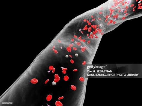 Blood Vessel Illustration High-Res Vector Graphic - Getty Images