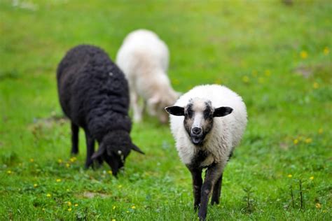 Premium Photo Sheeps In A Meadow On Green Grass