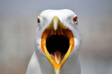 A Seagull Ripped Off A Man S Testicle As He Sunbathed Naked