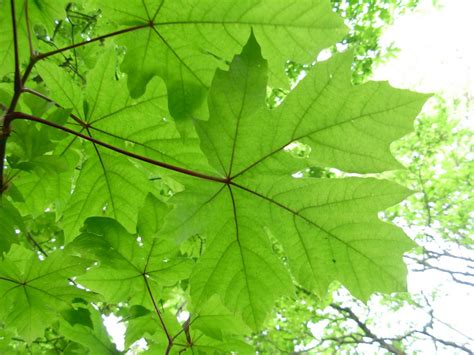 13 Beautiful Species Of Maple Trees