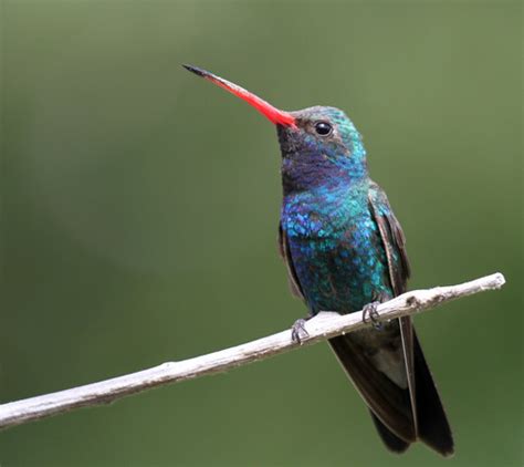 Colibrí pico ancho Aves de Guanajuato iNaturalist Mexico