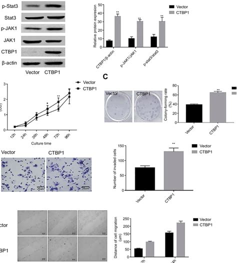 The Overexpression Of CtBP1 Significantly Promoted The Malignant