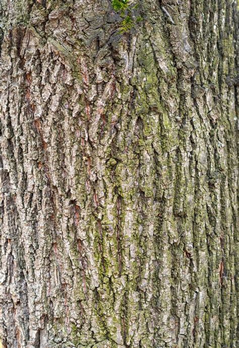 Textura De Corteza Y Fondo De Un Tronco De árbol Antiguo Textura De