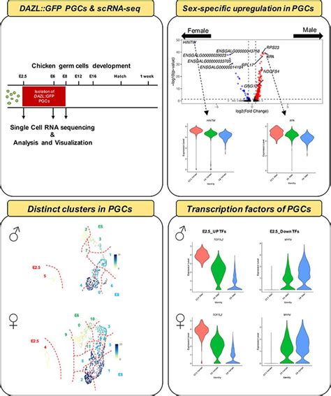 Finer Resolution Analysis Of Transcriptional Programming During The