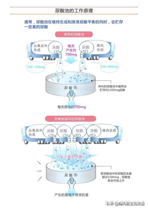 怎么才能快速排出体内的尿酸？ 知乎