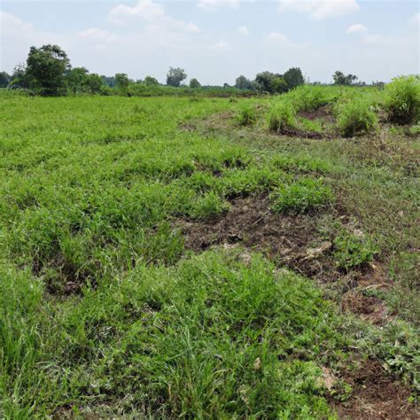 Is No Till Farming Sustainable Understanding Its Impact And Benefits