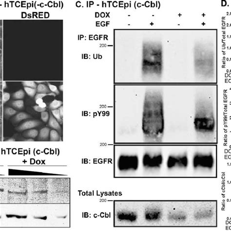 Epidermal Growth Factor Dependent Ubiquitylation Of The EGFR In Primary