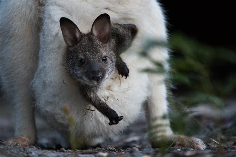 Wallaby Joey In Pouch Sean Crane Photography